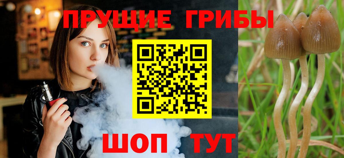 Россошь  Галлюциногенные грибы прущие грибы  Вход с VPN 